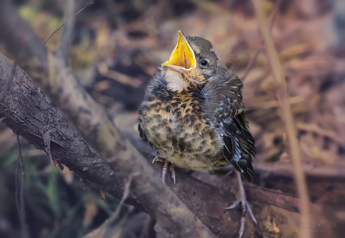 Картинки птенец на светофоре с комментарием