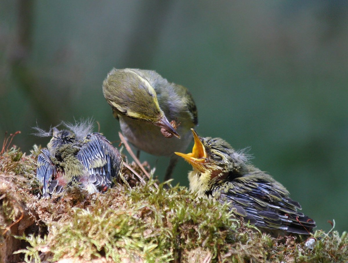 Птенцы дрозда в гнезде