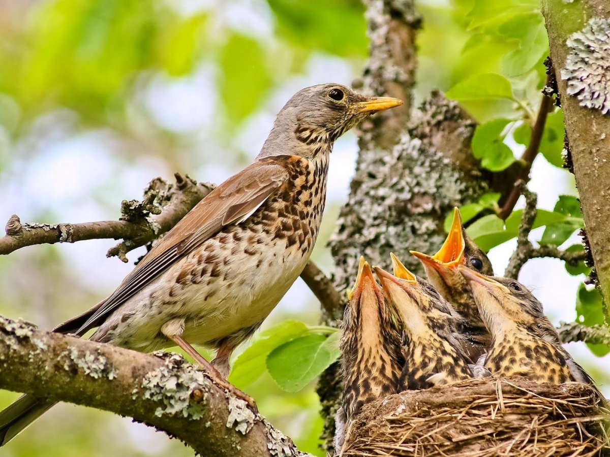 Птенец дрозда выпал