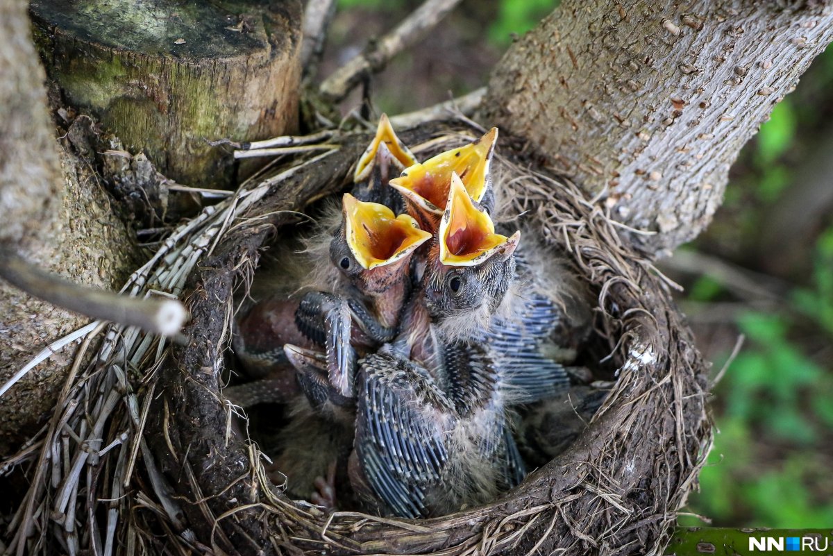 Птенец дрозда желторотик