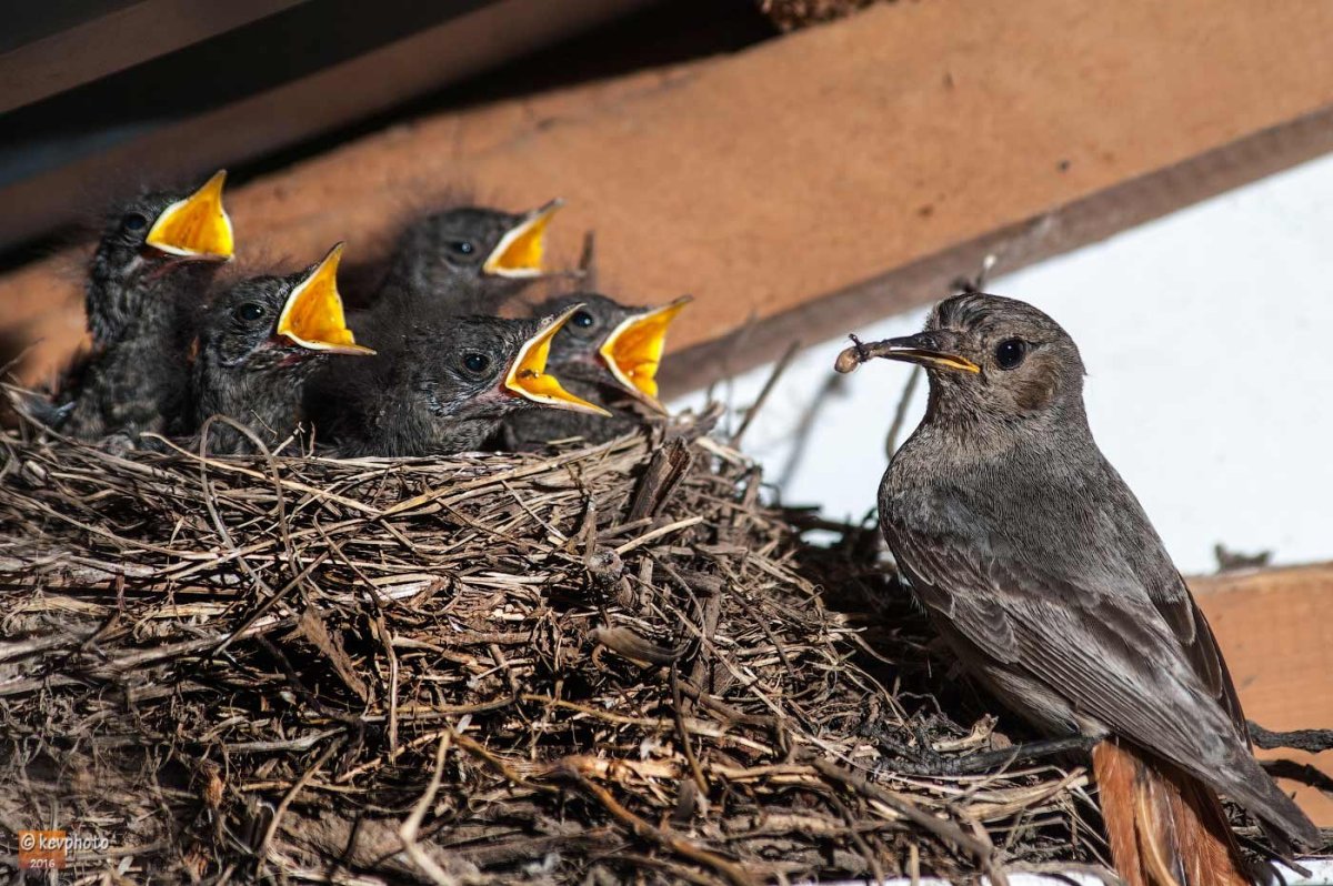 Птенцы в гнезде