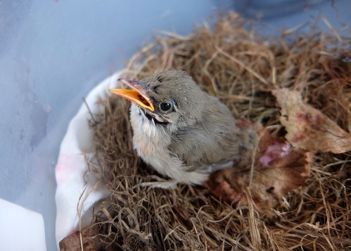 Слеток черного дрозда