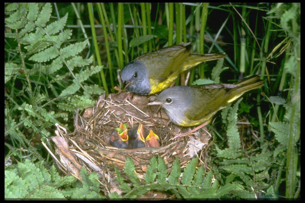 Птенцы птиц Подмосковья