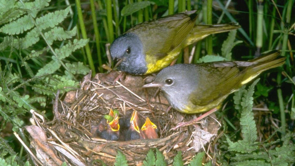 Птенец кукушки