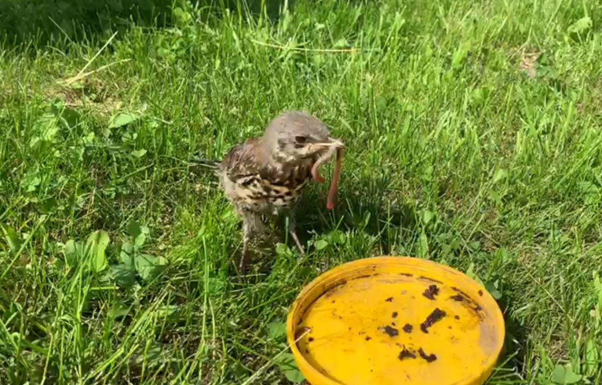 Отряд Воробьинообразные гнезда