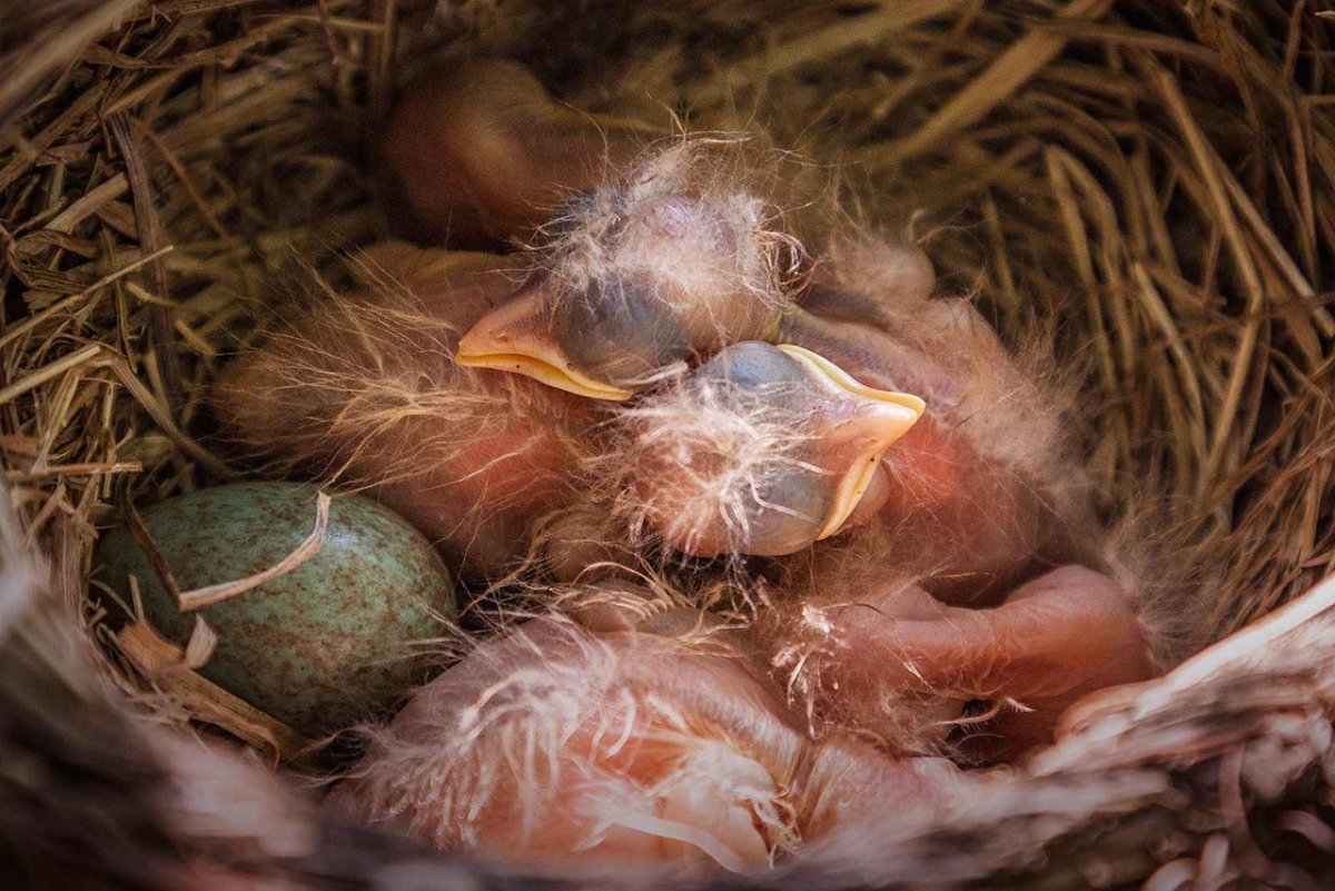 Птенцы дрозда в гнезде