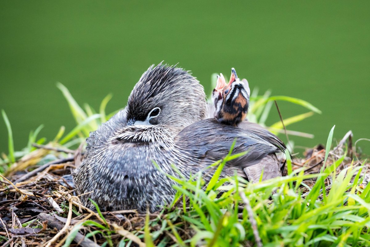 Птенец дрозда слеток маленький