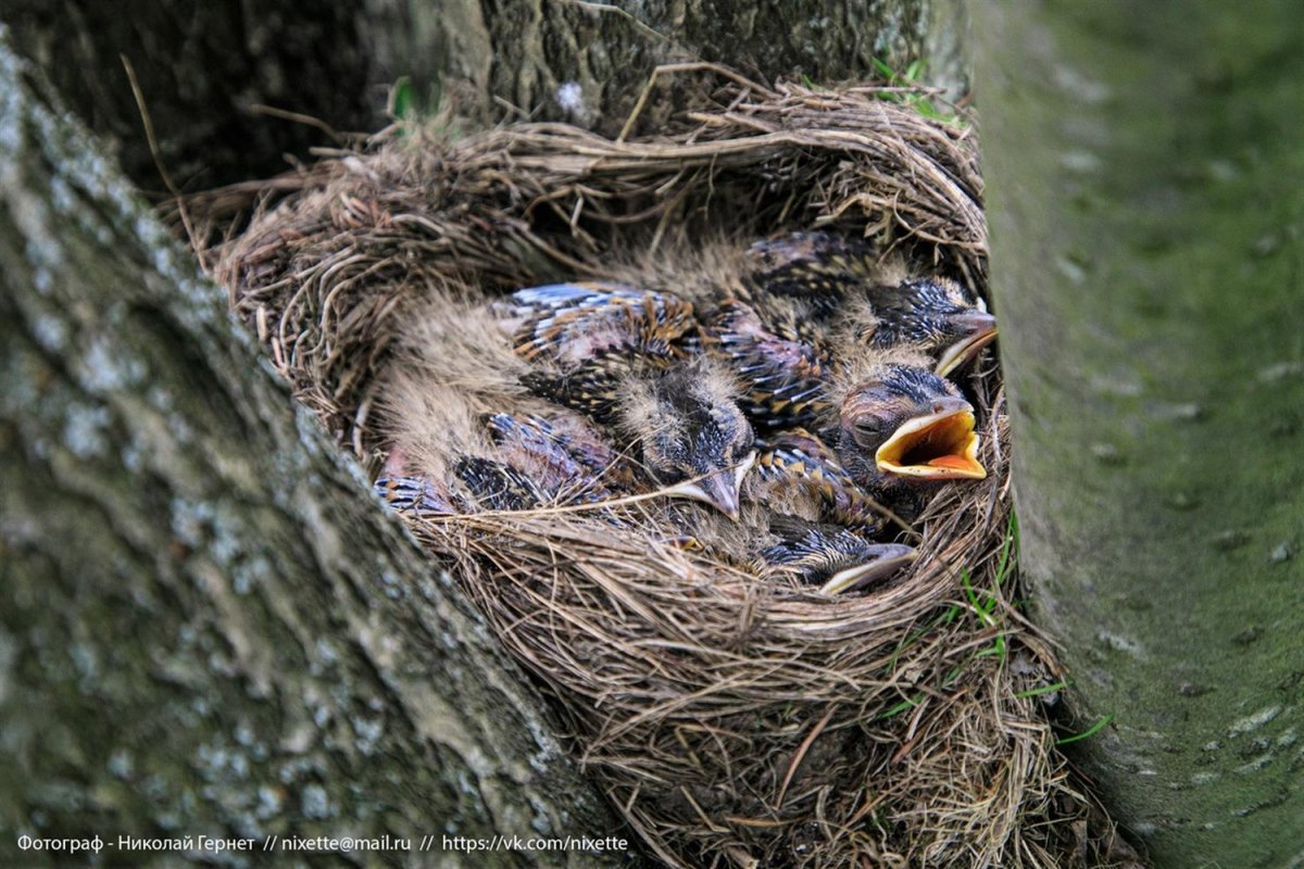 Дрозд и дроздята