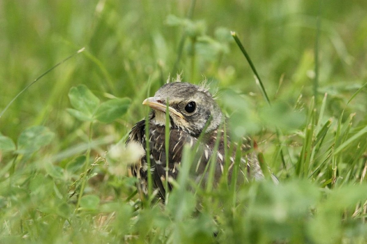 Кукушонок желторотый