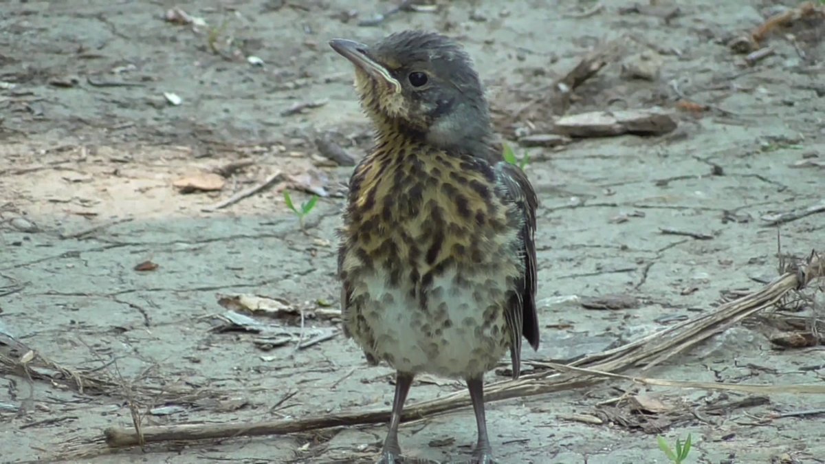 Птенец дрозда неделя