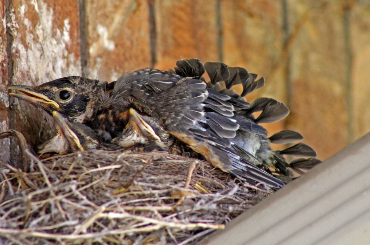 Птенец дрозда