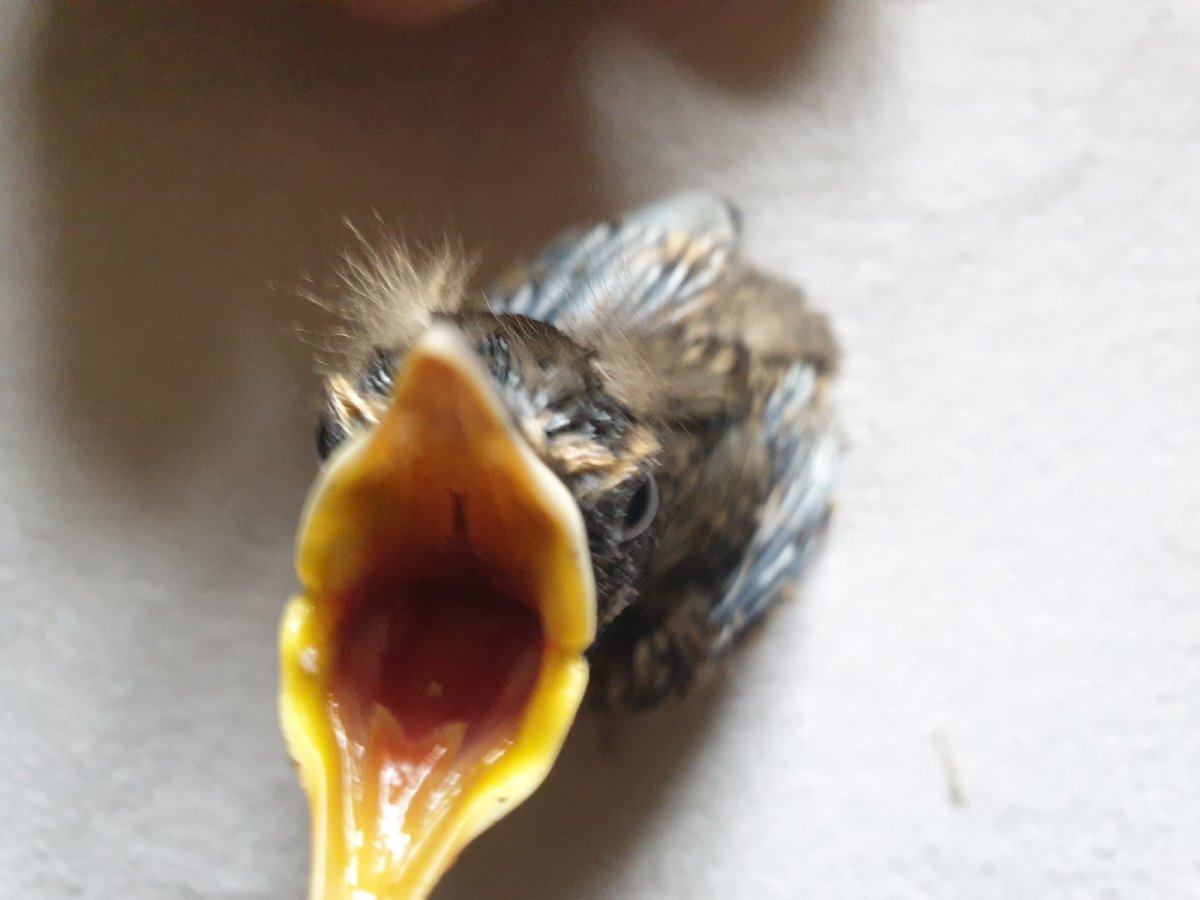 Воробей высиживает птенцов