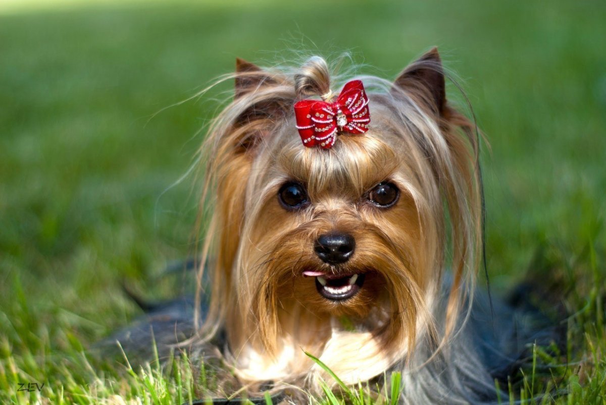 Порода чихуахуа