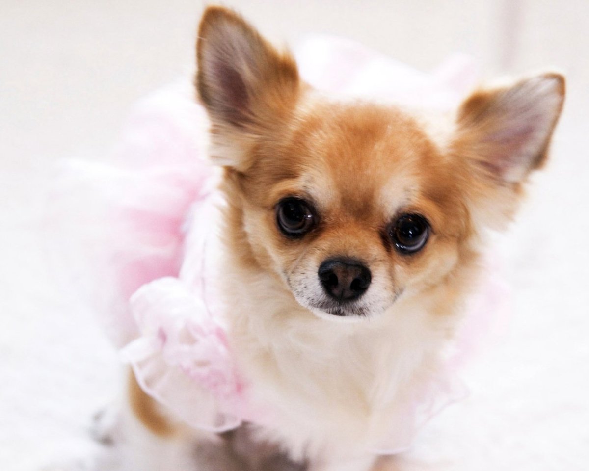 Померанский шпиц на природе