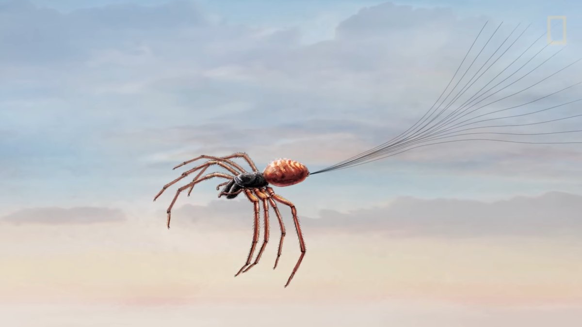 Пауки летают на паутине