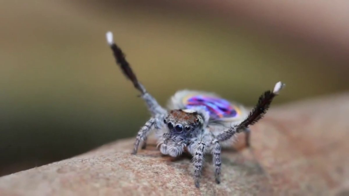 Танцующий паучок