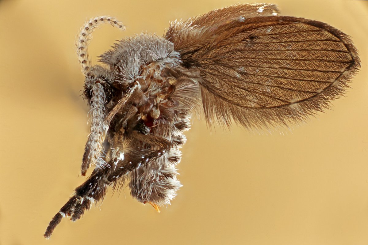 Насекомые с мехом