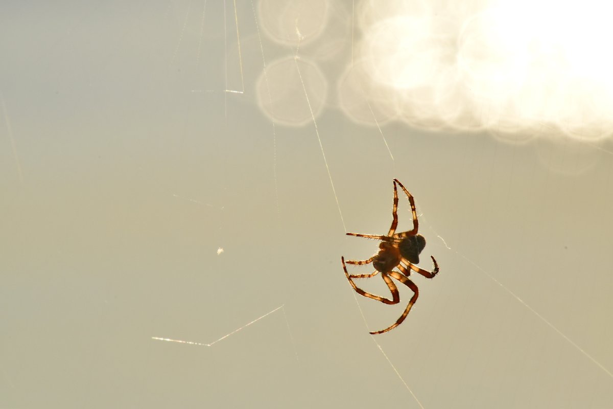 Летающие паучки