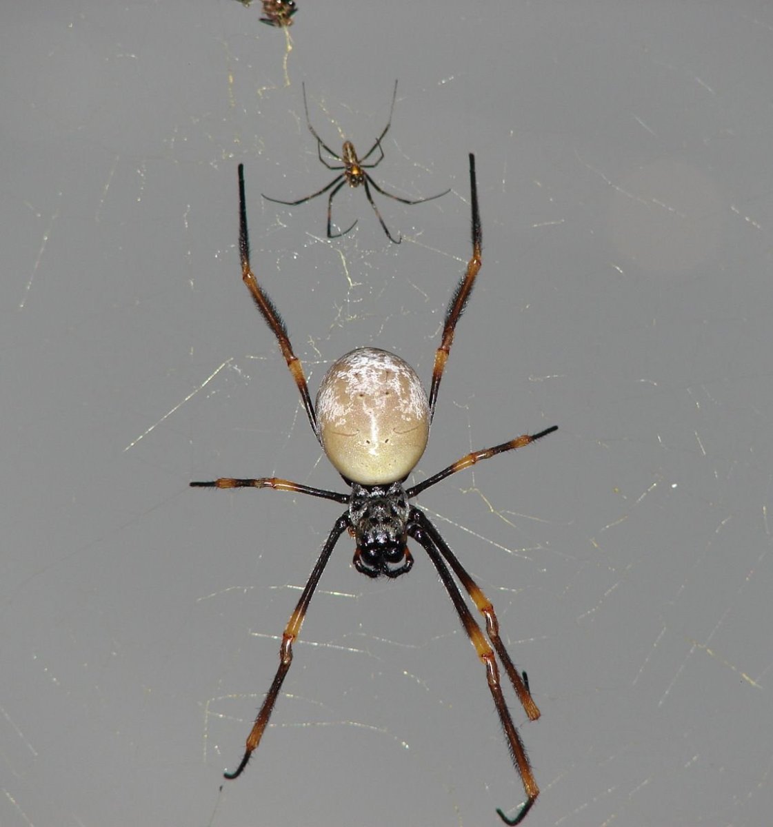 Голден ОРБ паук