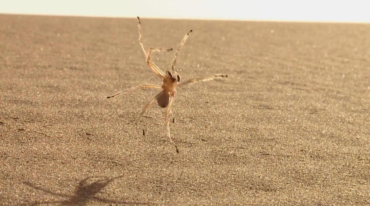 Паук перекати поле