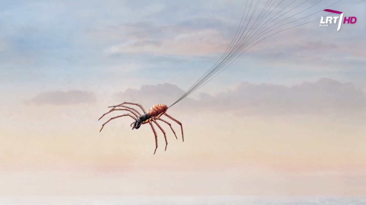 Пауки летают на паутине