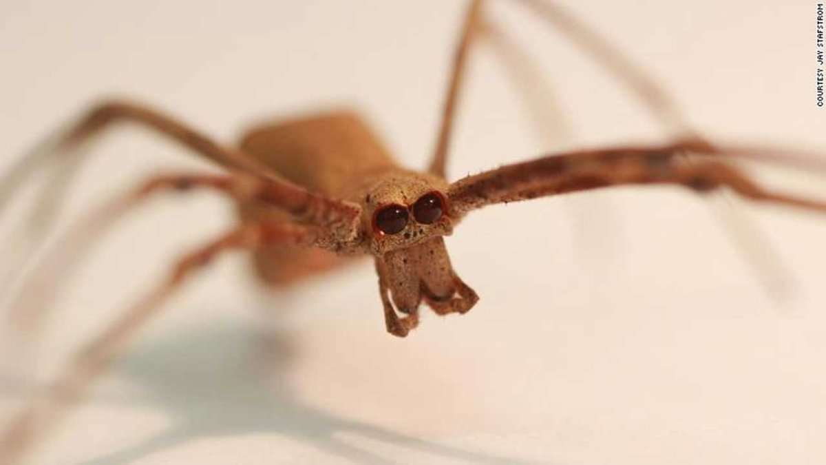 Летающий паук комар