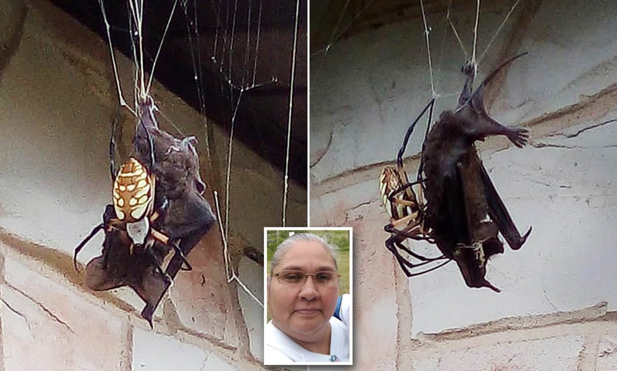 Паук ест летучую мышь