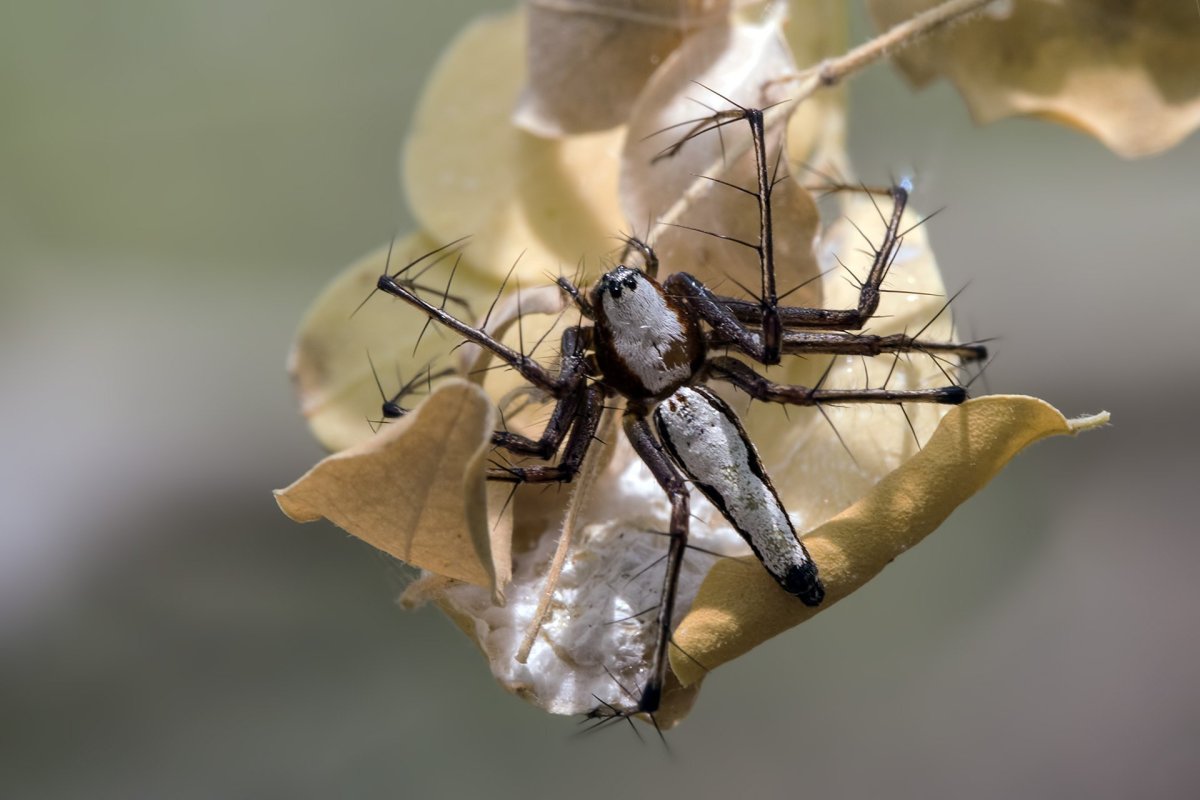 Летучий паук