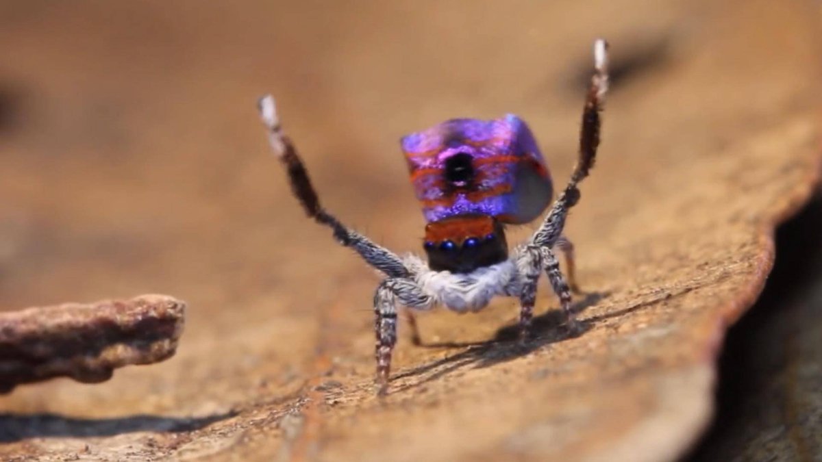 Паук с крыльями