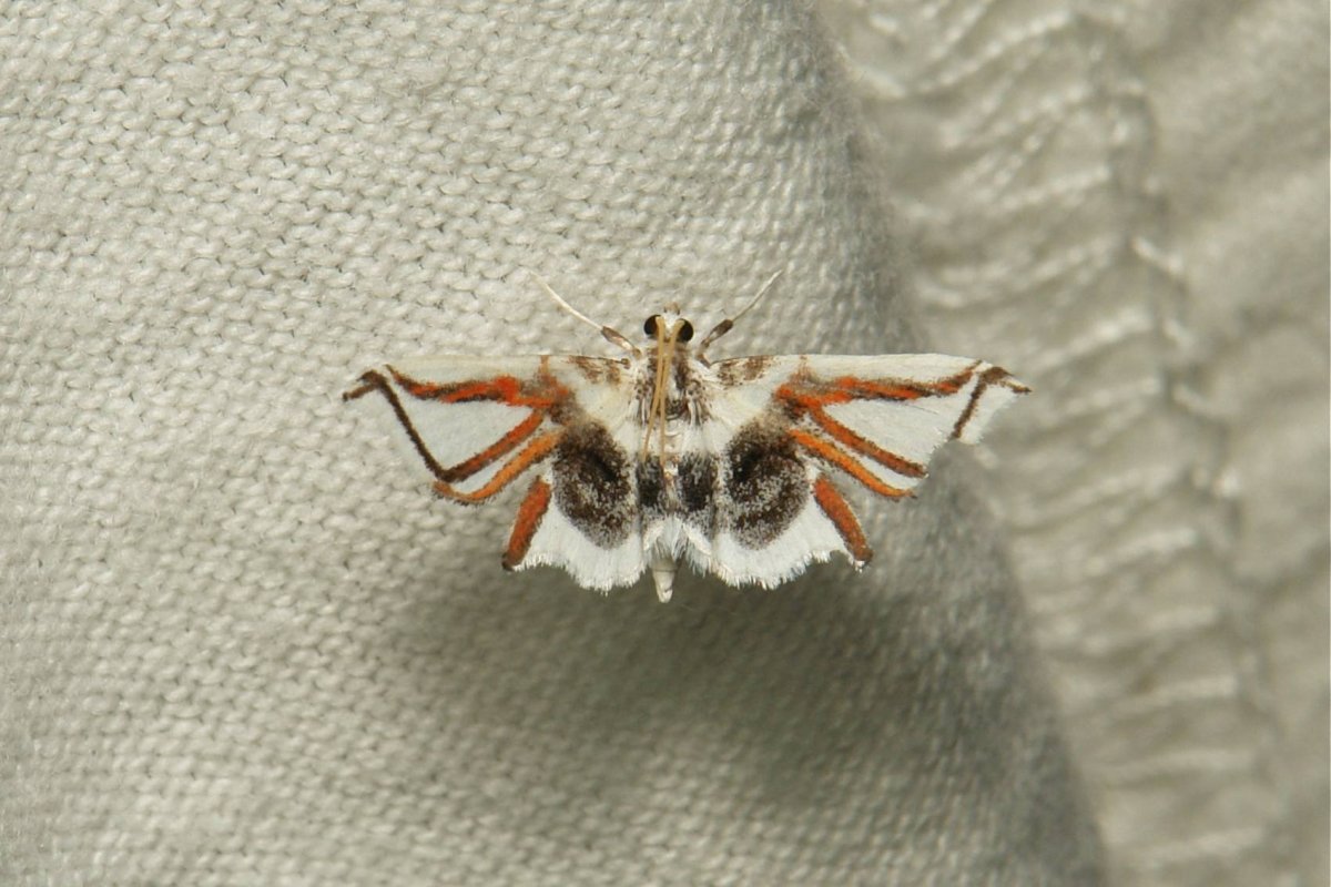 Крылатый паук