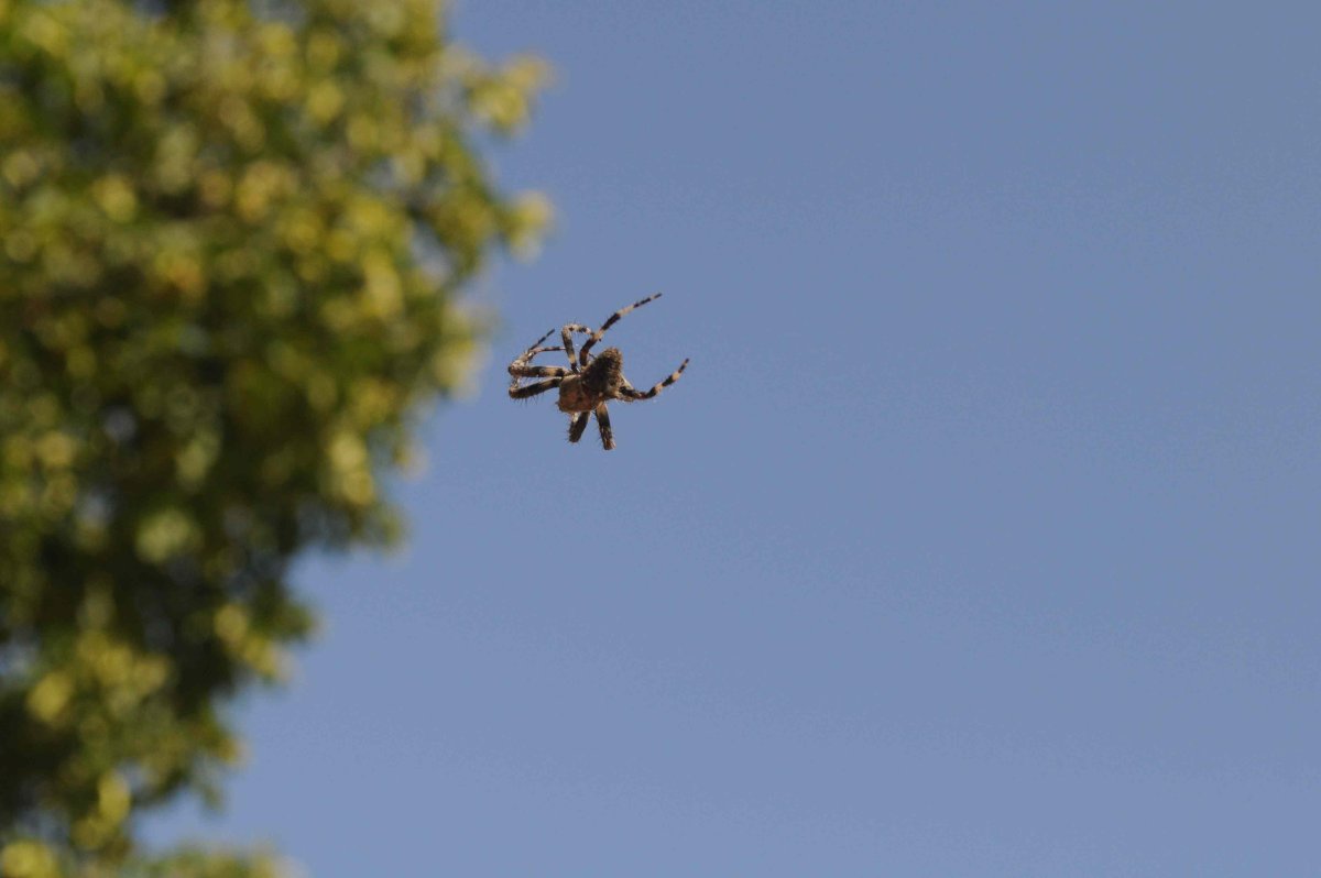 Летающие пауки в России маленькие