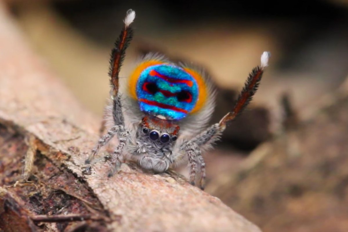 Паук-Павлин (Maratus volans)