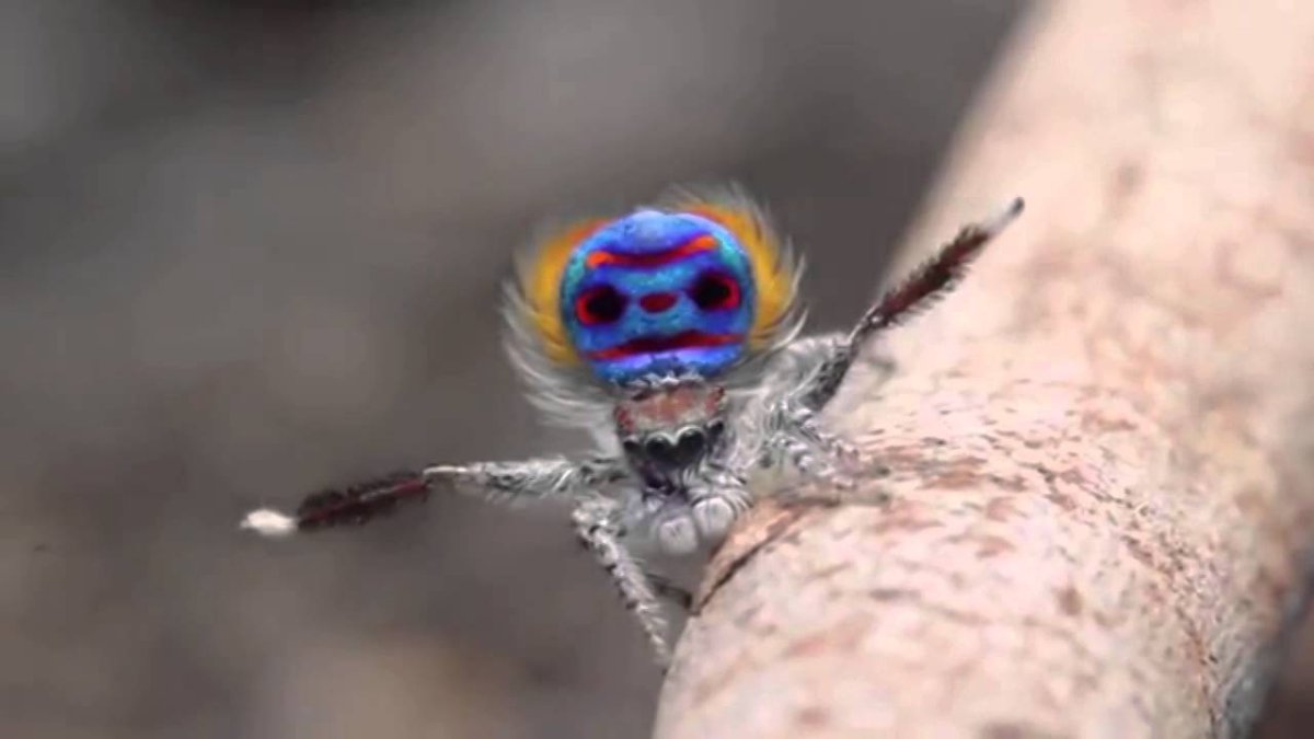 Паук скакун прыгает