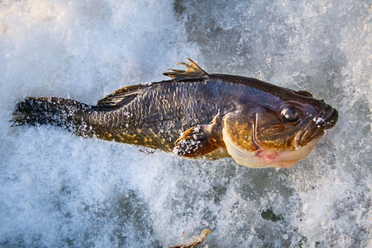 Амурский ротан (Perccottus glenii