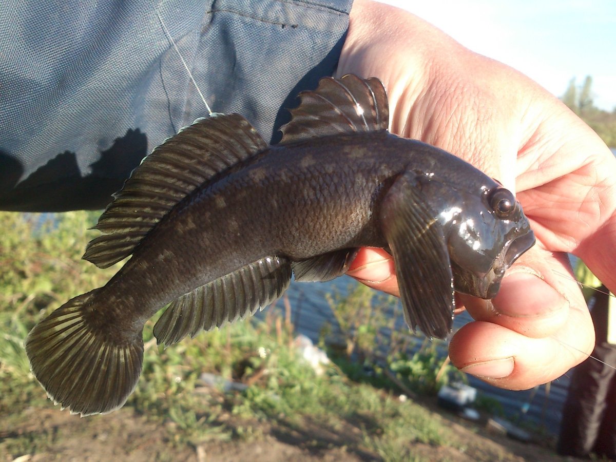 Ротан на льду