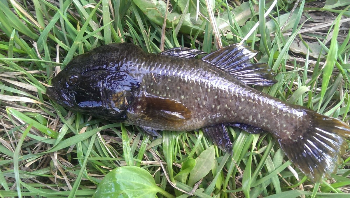 Ротан хищник