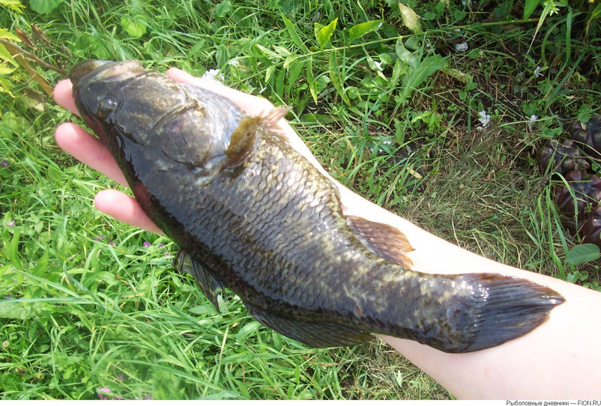 Ротпн стайная рыба поведение