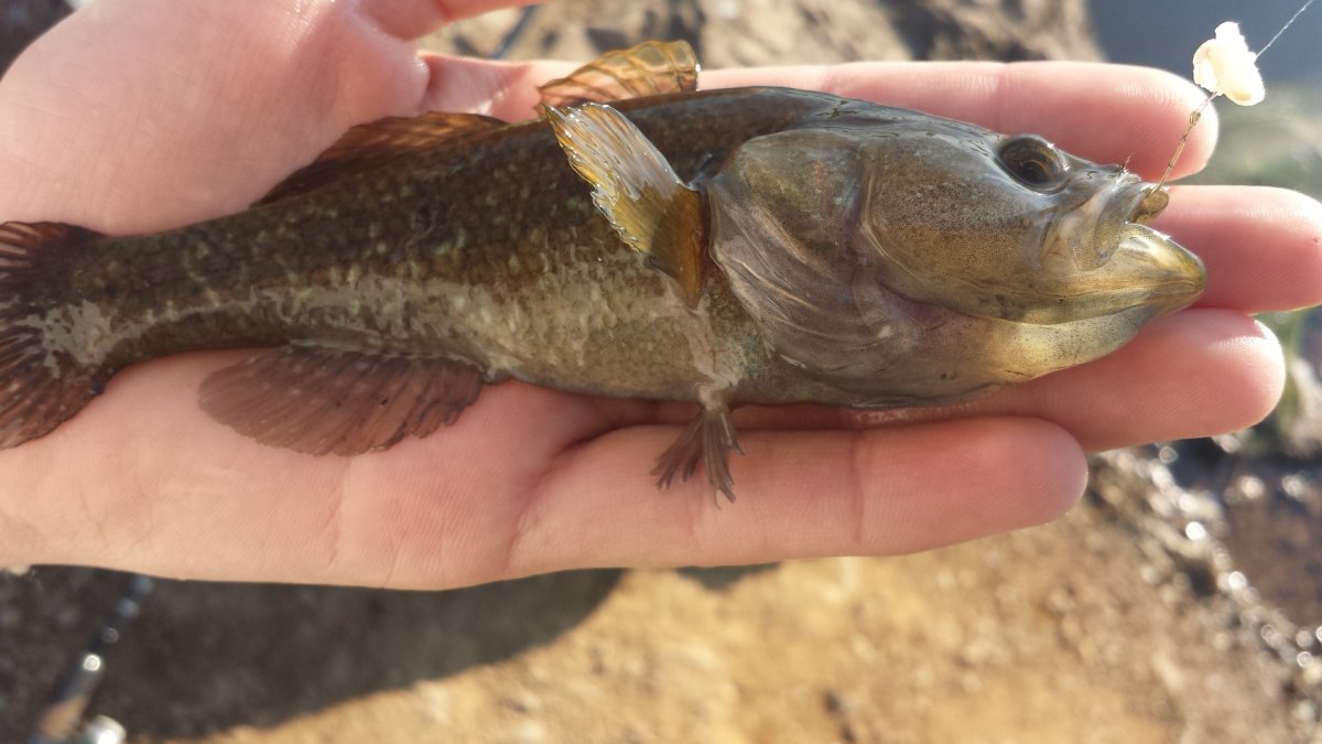 Ротан рыба максимальный размер