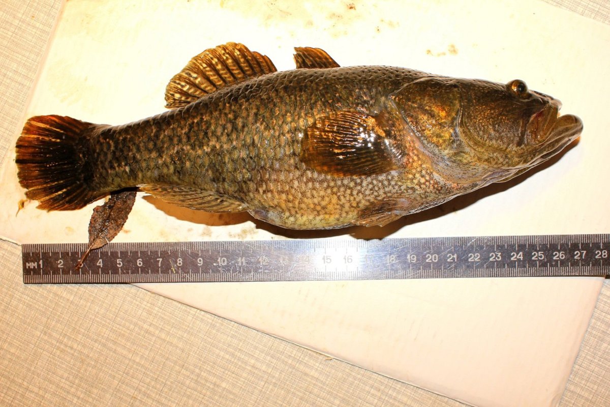 Головешка ротан Байкал