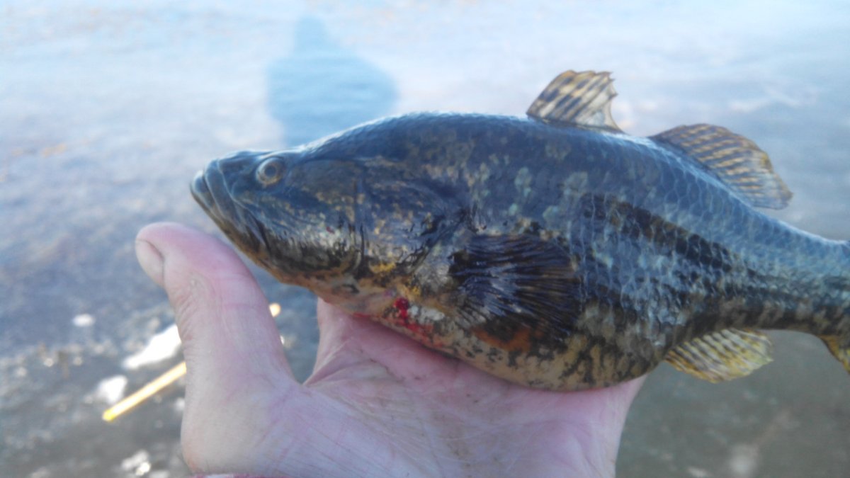 Рыба здоровается