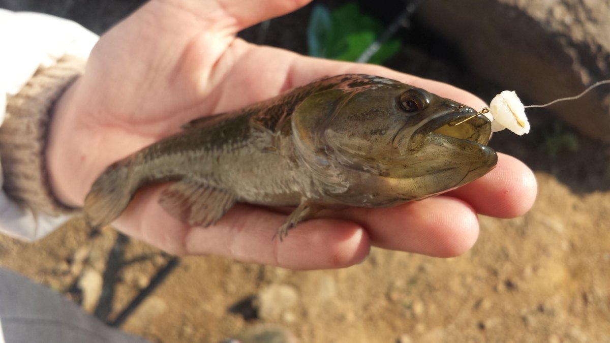 Рыба ротан 400 грамм