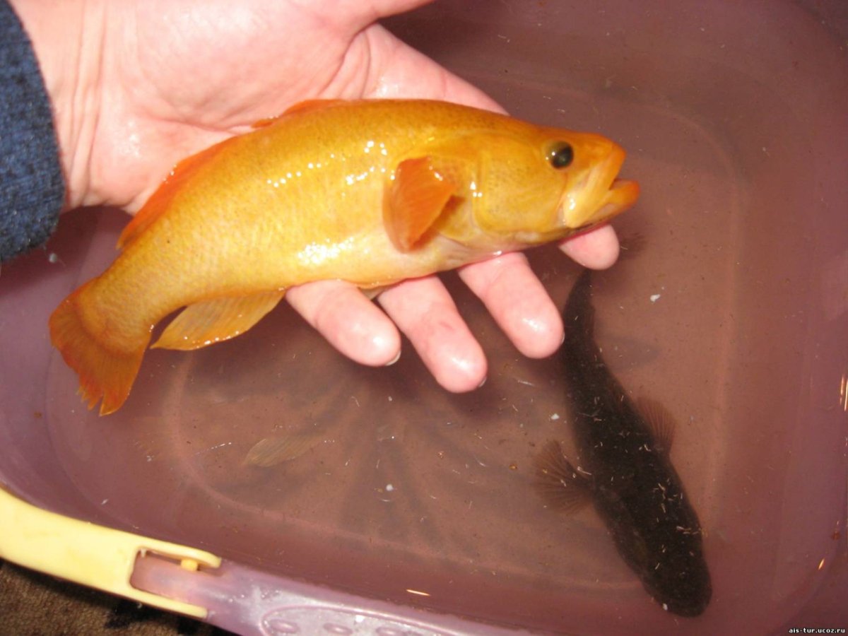 Форель на мормышинг