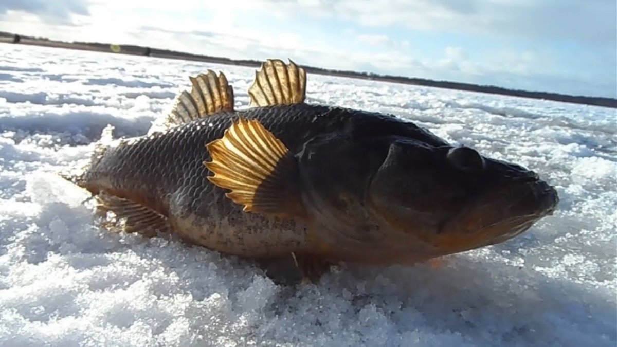 Ротан рыба большой