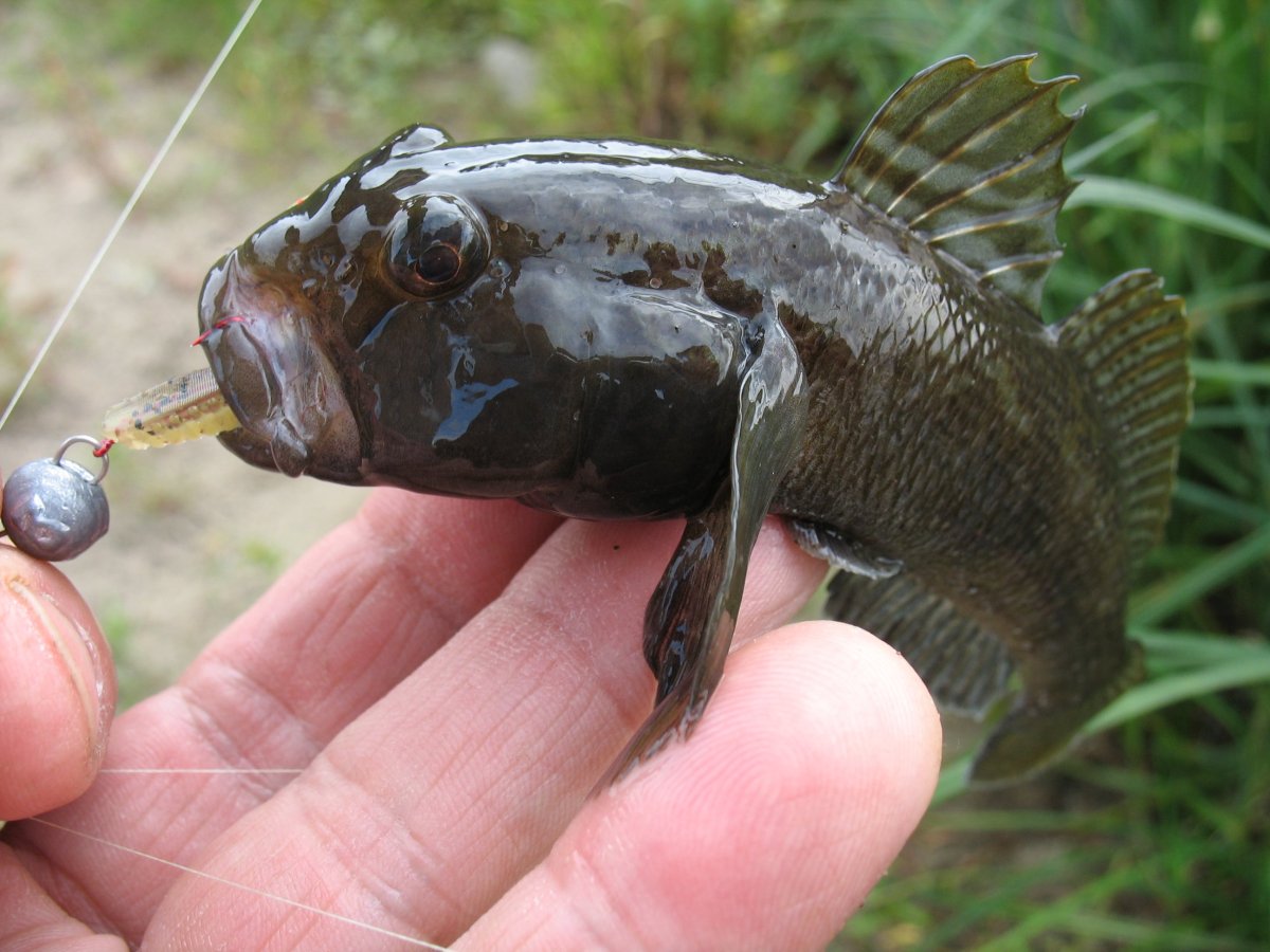 Ротан рыба Новосибирск когда ловить