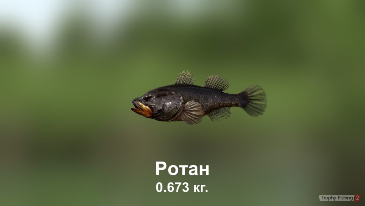 Ротан-головешка Perccottus glenii