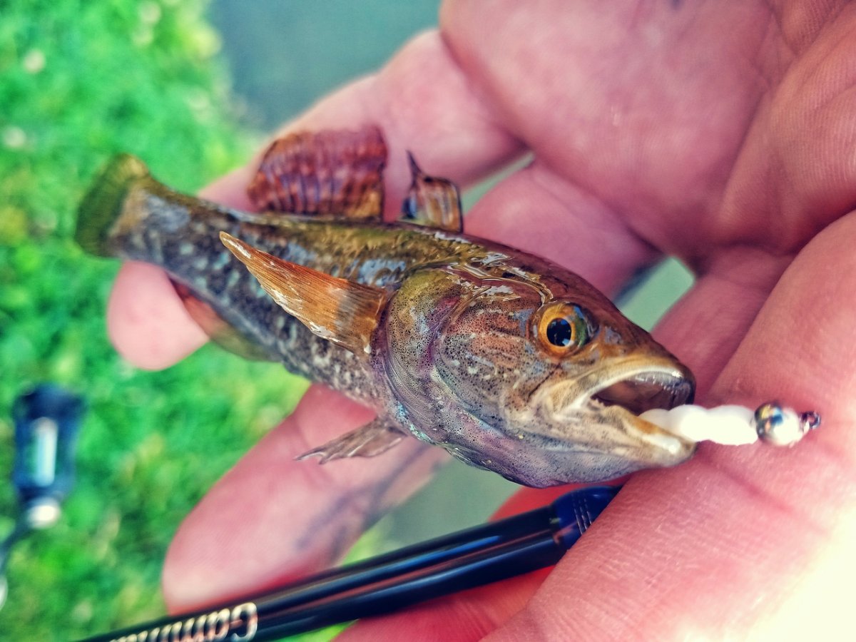 Амурский ротан (Perccottus glenii