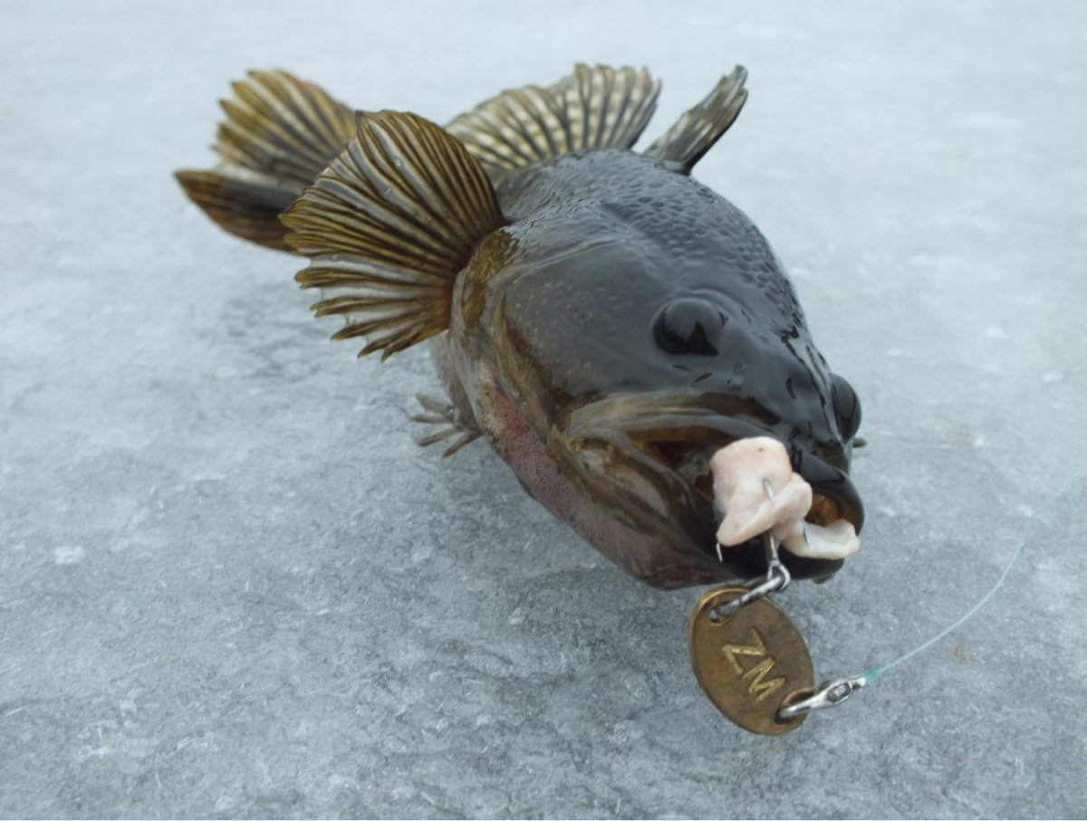 Ротан самец и самка