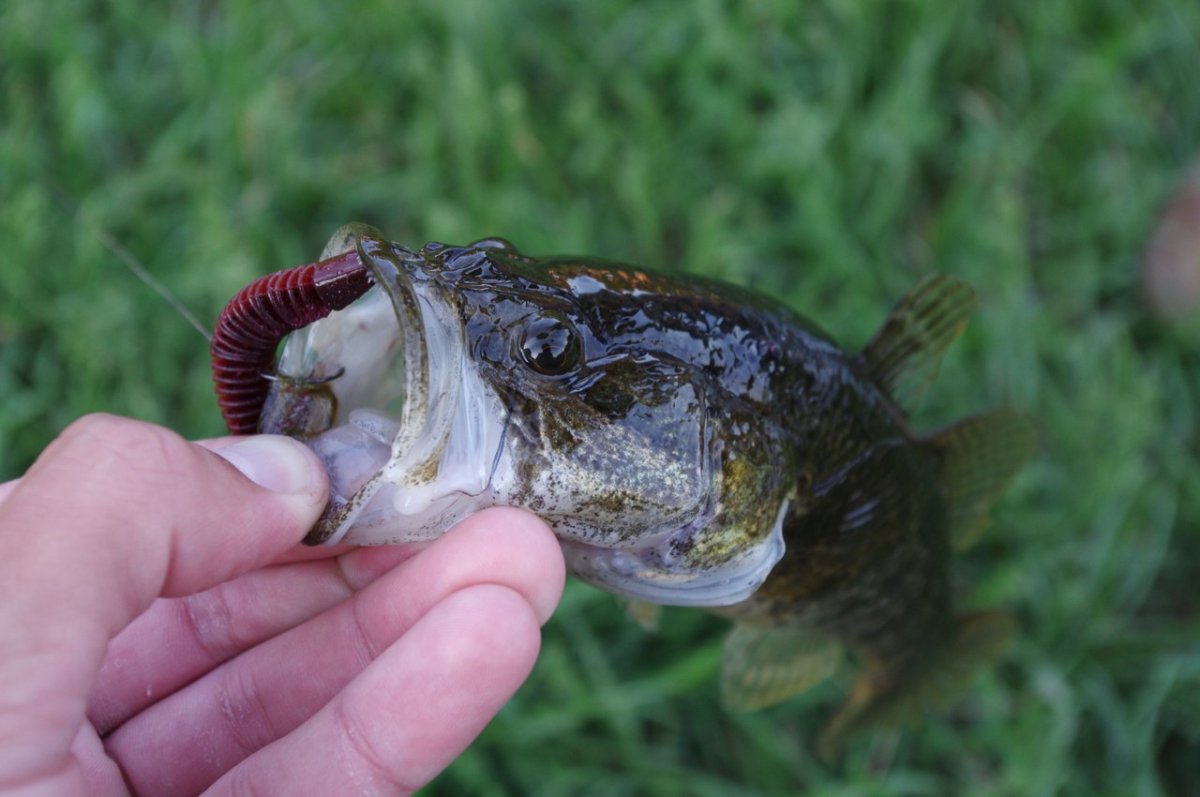 Рыба Тверской ротан