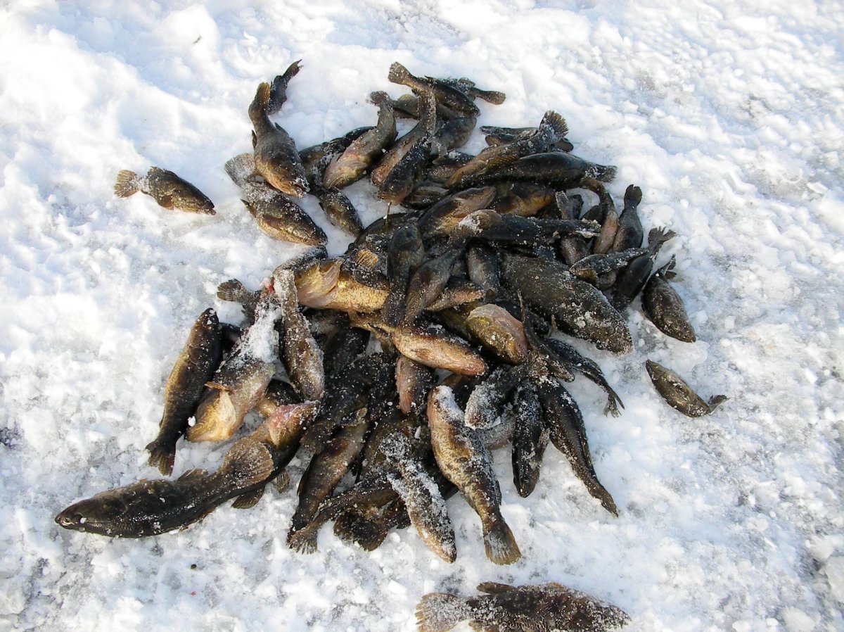 Трофеи рр4 лосось