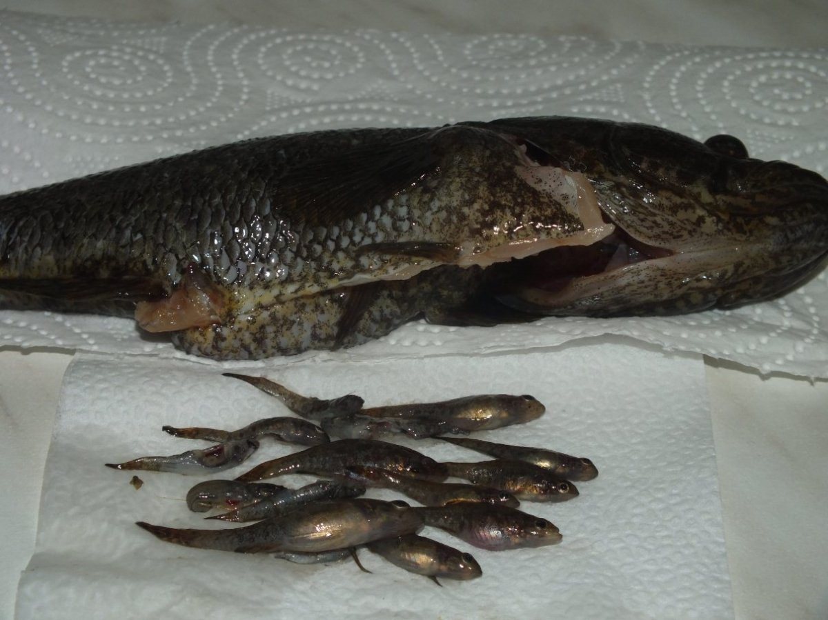 Оранжевый ротан